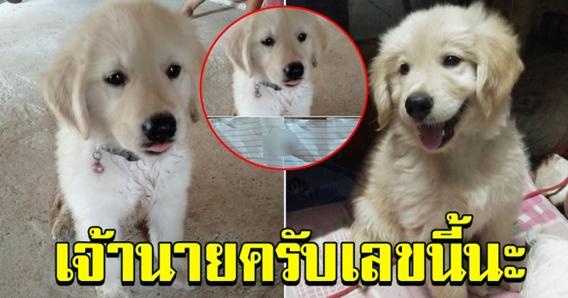 ตูบน้อยแสนรู้ คาบตัวเลขให้ 3 ตัว แถมคาบเสร็จหันมาส่งยิ้มให้ด้วย 108754972917738481-blid-6942331302656256206