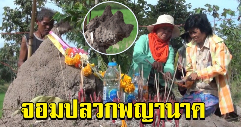 ฮือฮาชาวบ้าน พบจอมปลวกมีลักษณะพิเศษคล้ายเศียรพญานาค 5824064654117902119-blid-7534468451975187784