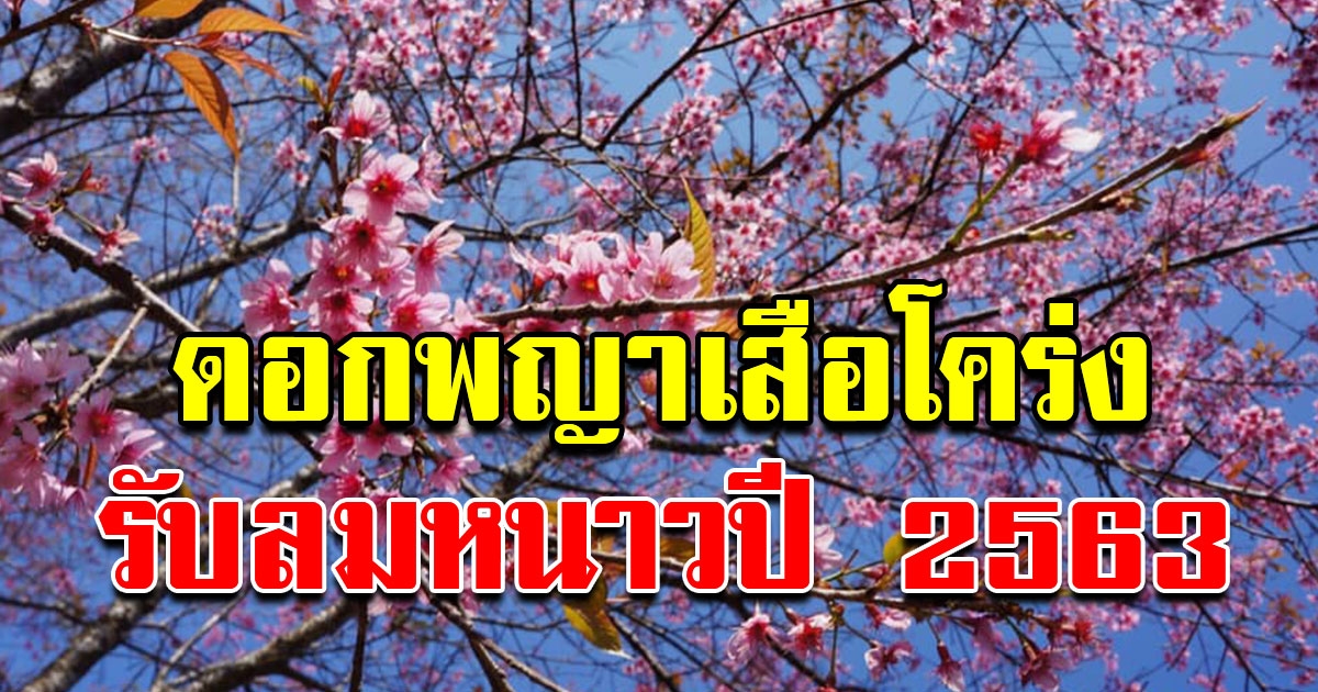 ภูลมโล ซากุระเมืองไทย ดินแดนสีชมพู ทุ่งพญาเสือโคร่งนับพันไร่