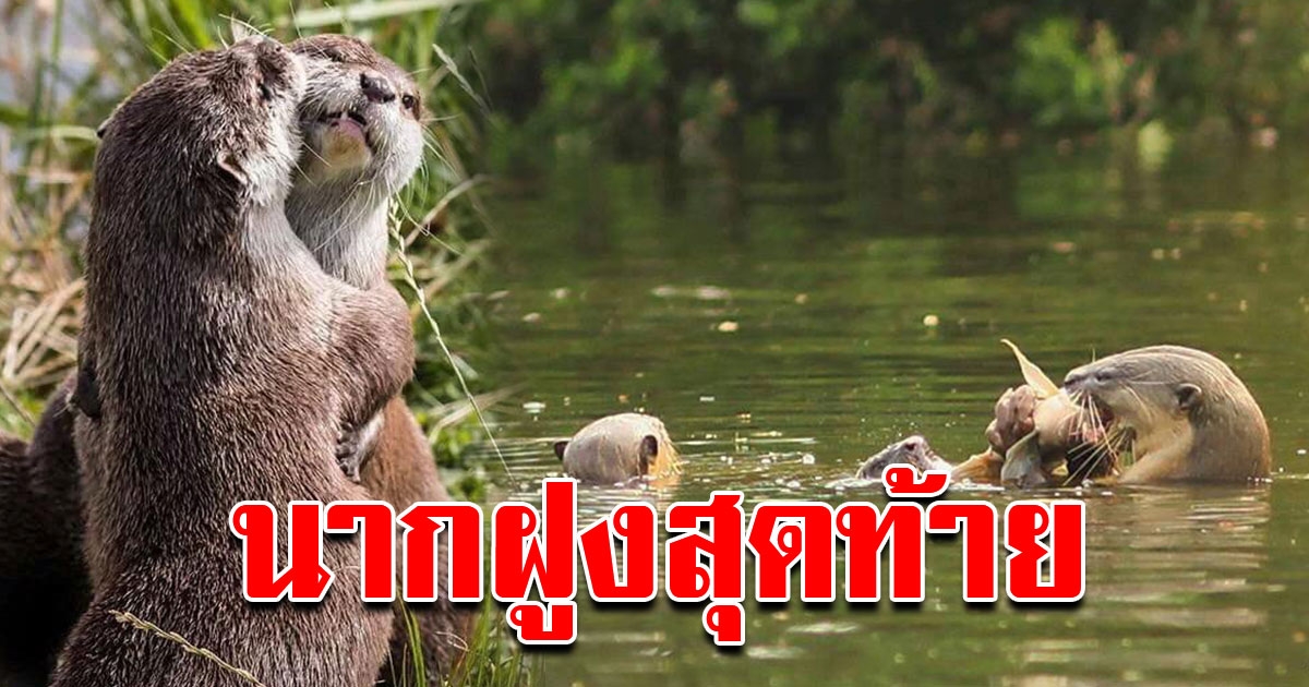 ภาพความน่ารัก นาก ฝูงสุดท้ายในกรุงเทพมหานคร