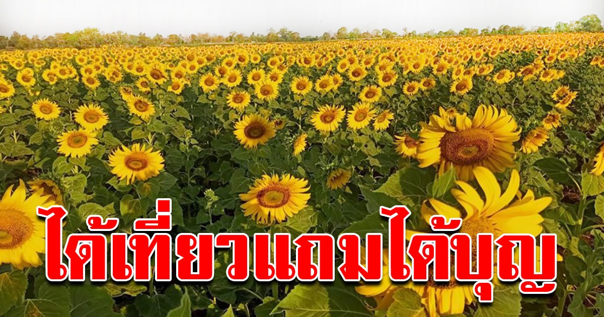ทุ่งทานตะวันโคราช ค่าชม10บาท สมทบสร้างศาลาวัด