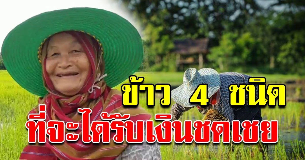 ชาวนาเฮส่งท้ายปี รัฐเคาะแล้ว ชาวนาที่ปลูกข้าว 4ชนิดนี้ จะได้รับเงินชดเชย