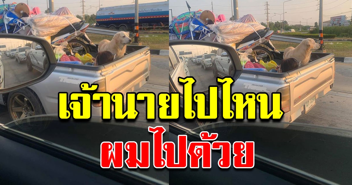 เจ้าตูบน้อย ยืนท้ายกระบะ กลับบ้านปีใหม่กับเขาด้วย