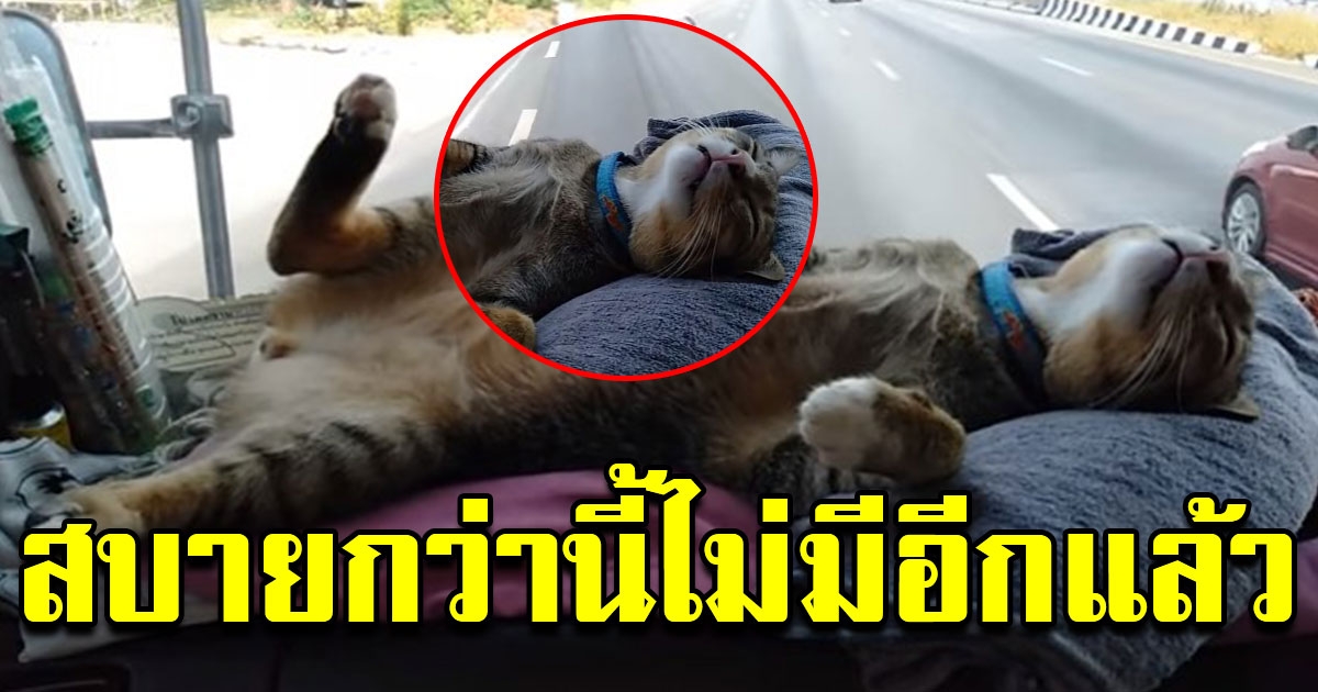 น้องแมว นั่งรถกลับบ้านปีใหม่ พร้อมเจ้าของ