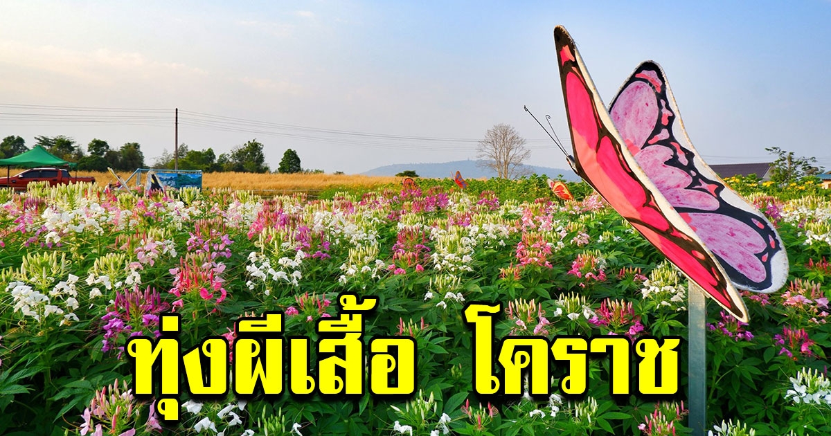 จุดเช็คอินแห่งใหม่ ทุ่งผีเสื้อ วังน้ำเขียว ณ โคราช