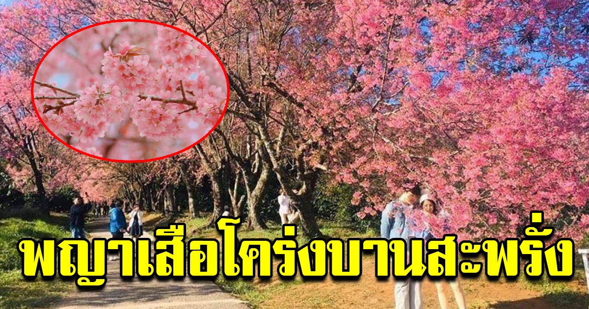 ดอกนางพญาเสือโคร่ง บานสะพรั่งทั่วดอยอินทนนท์