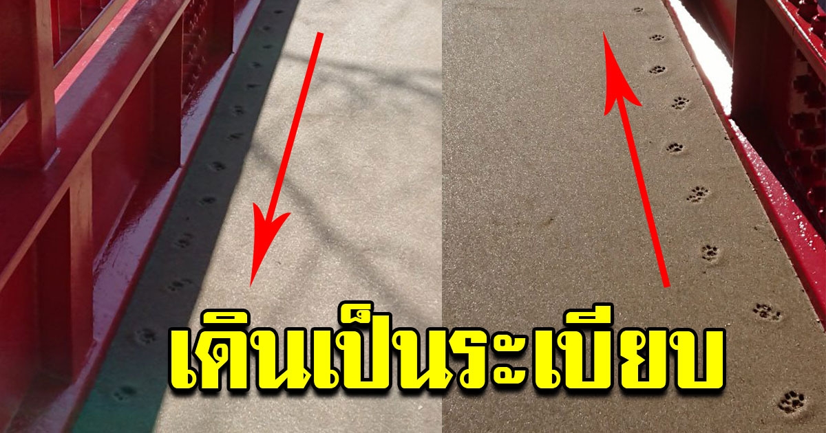 แมว ฝากรอยเท้าไว้บนสะพานสร้างใหม่ แต่น่ารักจนแก้ไม่ลง