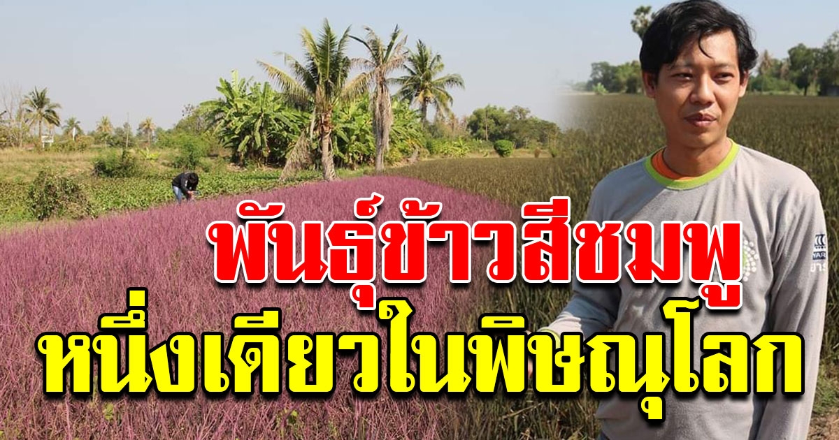 หนุ่มลาออกจากงาน หันมาทำนาข้าวไรท์เบอรี่ หนึ่งเดียวที่พิษณุโลก