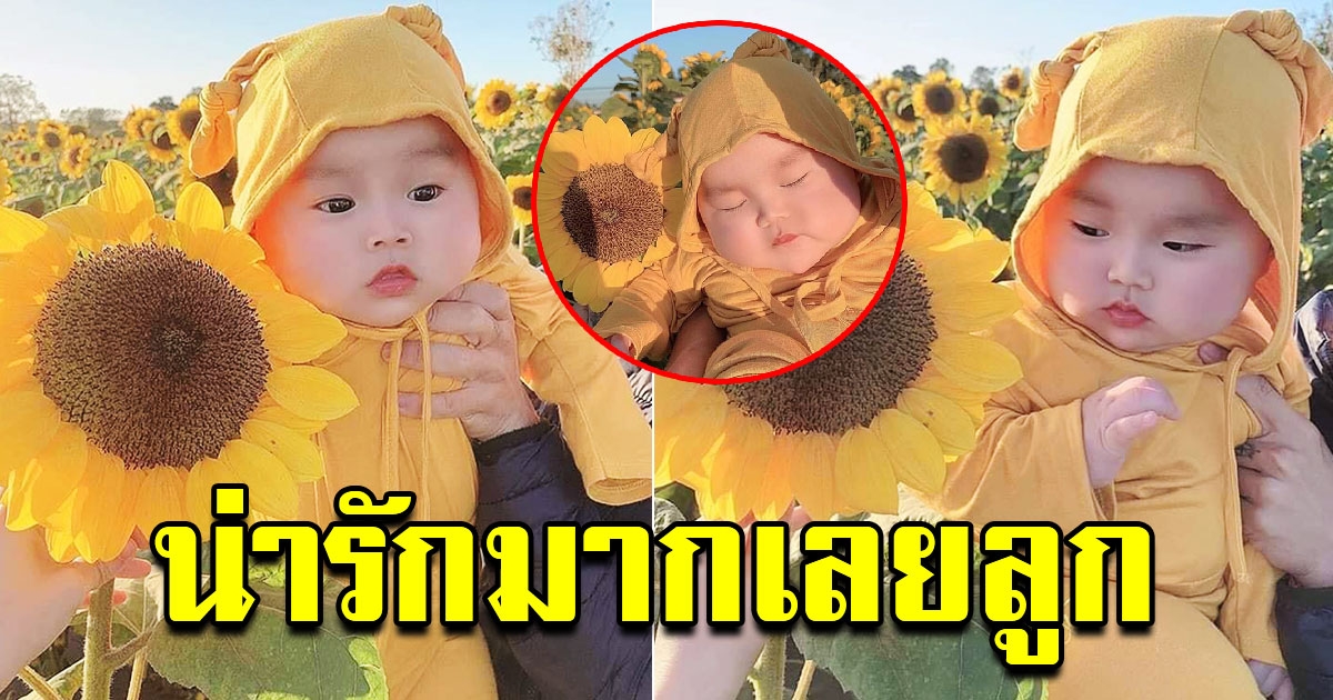 หนูน้อยในทุ่งดอกทานตะวัน น่ารักมาก