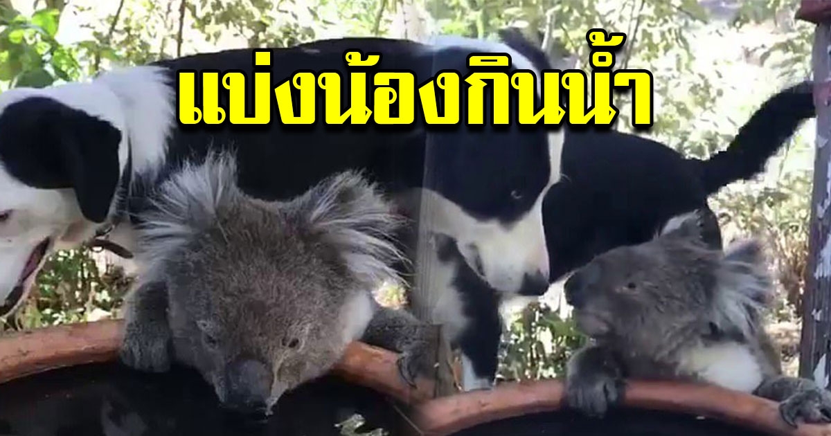 สุนัขแสนรู้ แบ่งโคอาลา กินน้ำอ่างเดียวกัน