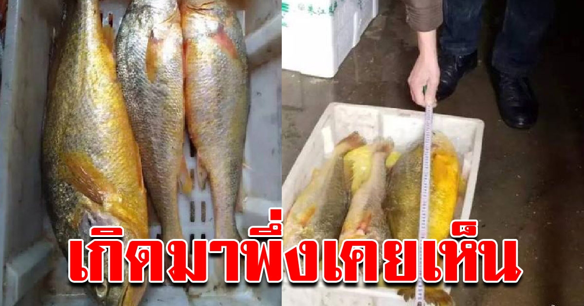 ชาวประมง พบปลาหายาก เป็นครั้งแรกในรอบ 30 ปี