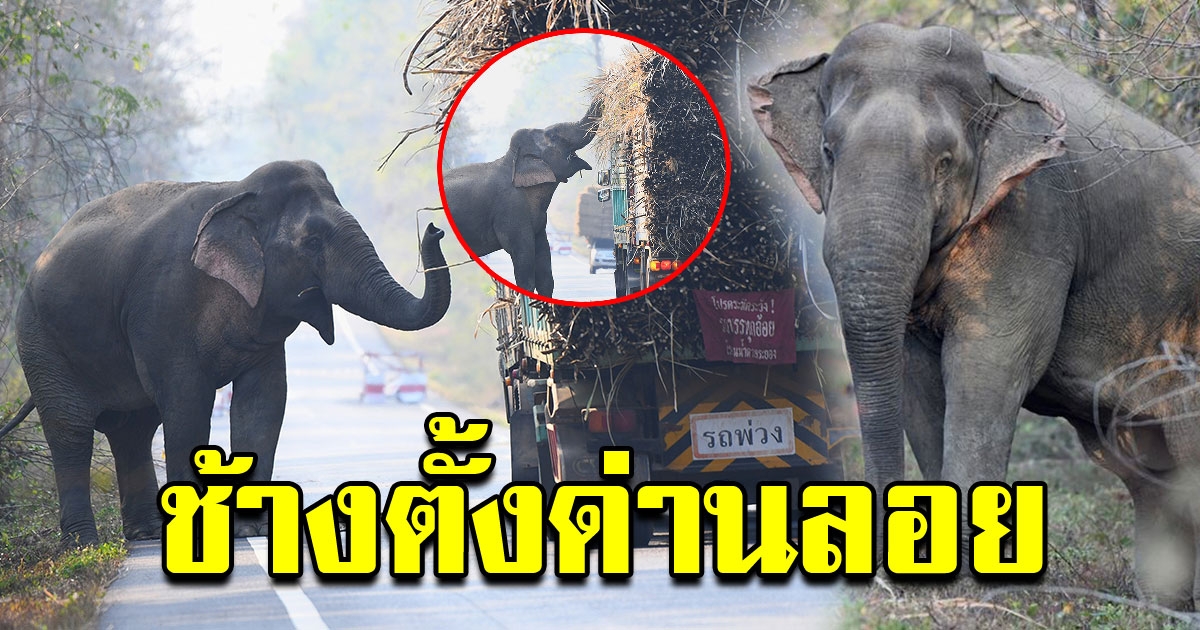 ช้างสีดอ เย้ยกฏหมาย ตั้งด่านลอยแอบซุ่มอยู่ข้างทาง