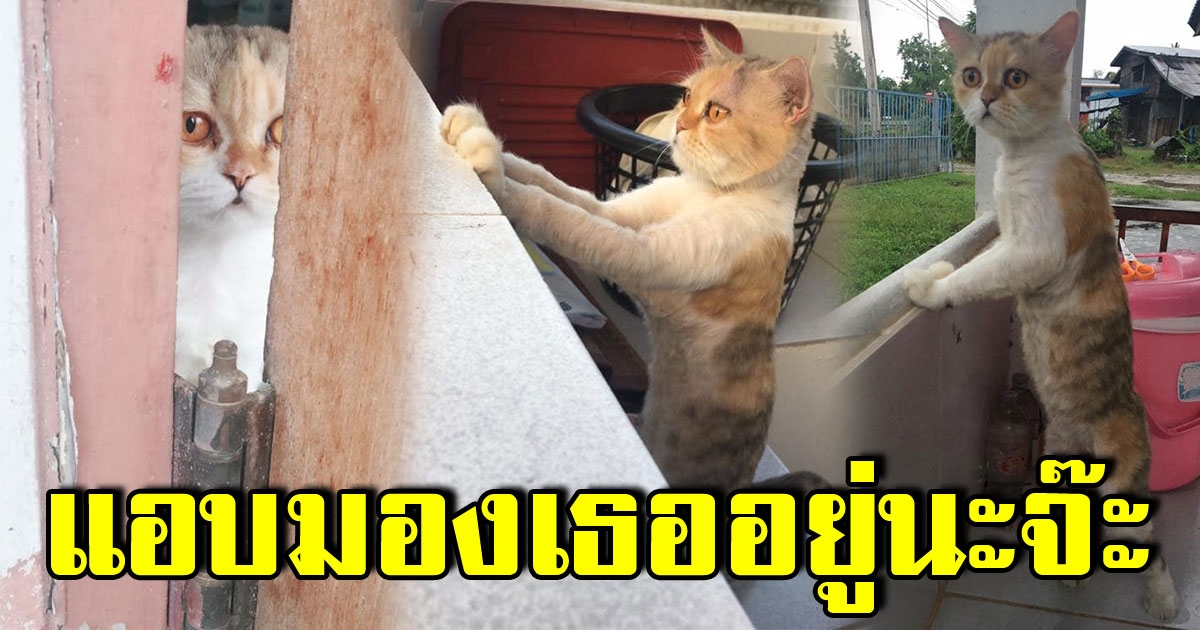 เจ้าเหมียวสายเผือก ชอบสงสัยเวลาเจอเพื่อนบ้าน