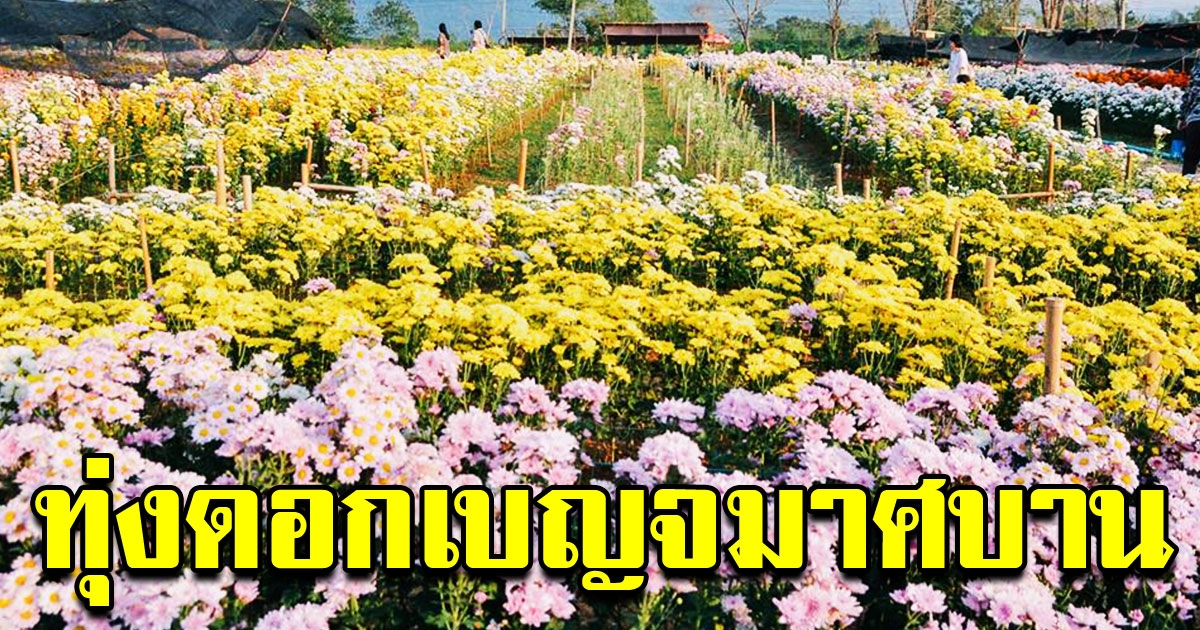 สวนดอกเบญมาศ กำลังบานสะพลั่ง อำเภอวังน้ำเขียว