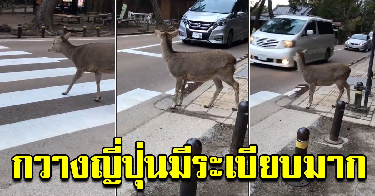 กวางข้ามถนนในญี่ปุ่น ตรงทางม้าลาย แถมโค้งคำนับน่ารักสุดๆ