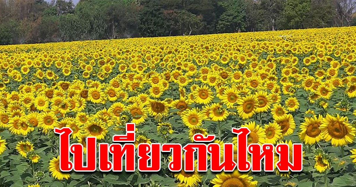 ไปเที่ยวกัน ทุ่งดอกทานตะวัน เหลืองอร่ามสุดสายตา