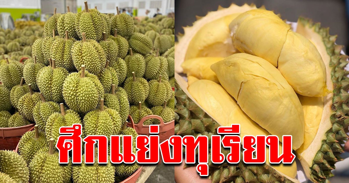 พ่อค้าแย่งกันซื้อทุเรียน ให้ราคาสูง เพราะผลผลิตยังมีน้อย
