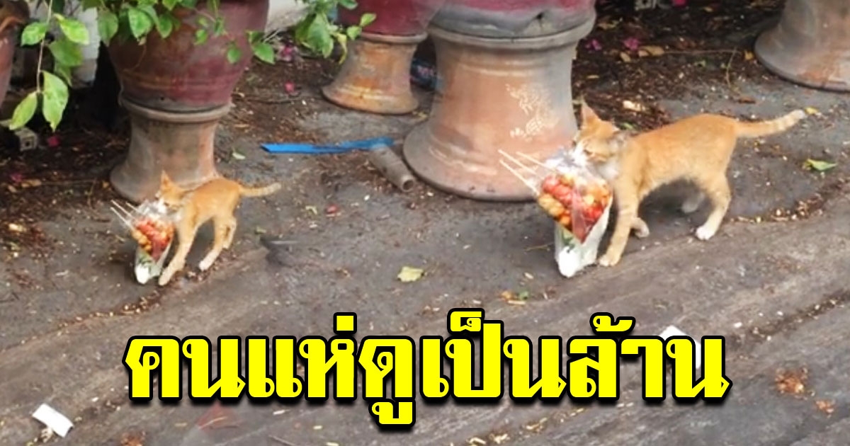 คนแห่ดูเป็นล้าน เจ้าเหมียวส้ม เดินคาบถุงลูกชิ้นพร้อมราดน้ำจิ้มเผ็ดๆ