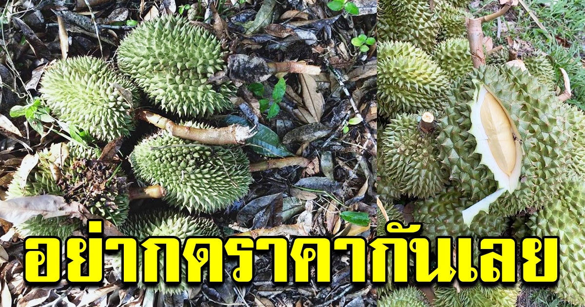 ชาวสวนทุเรียนวอนเห็นใจ ปีนี้ทุเรียนปลูกยาก อุปสรรคเยอะ อย่ากดราคา
