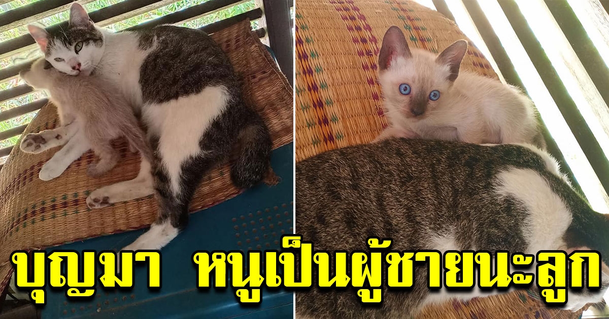 สาวสุดงง เจ้าเหมียวบุญมา พาลูกแมวมาอยู่บ้านด้วย