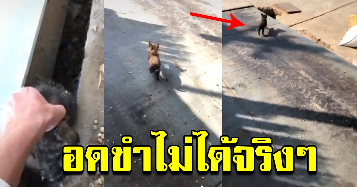 หนุ่ม ช่วยลูกสุนัขตกท่อ หลังวิ่งออกไปด้วยความดีใจ
