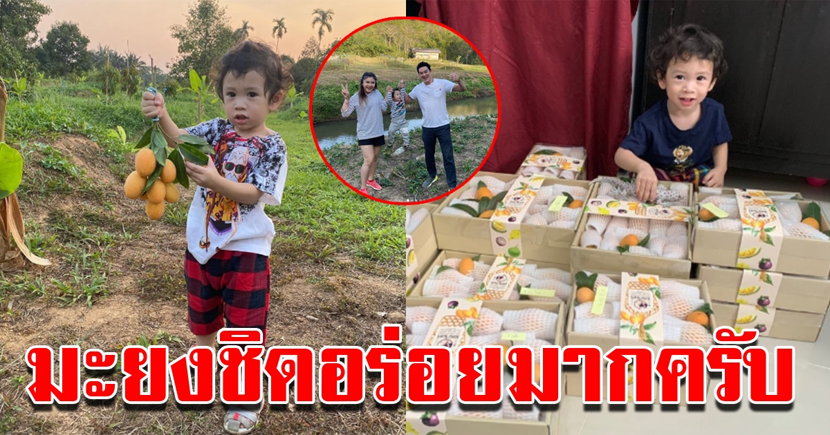 น้องโพธิ์ ช่วยพ่อชาคริต แม่แอนขายมะยงชิด