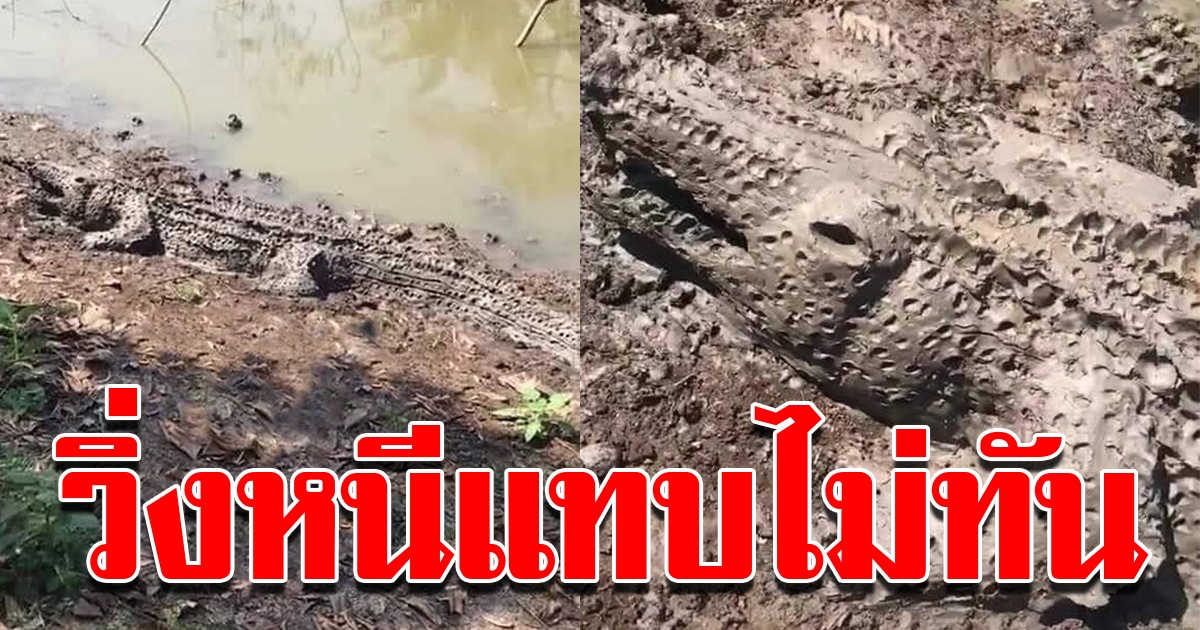 หนุ่มวิ่งหนีจระเข้สุดขีด ก่อนเอะใจรีบกลับไปดู