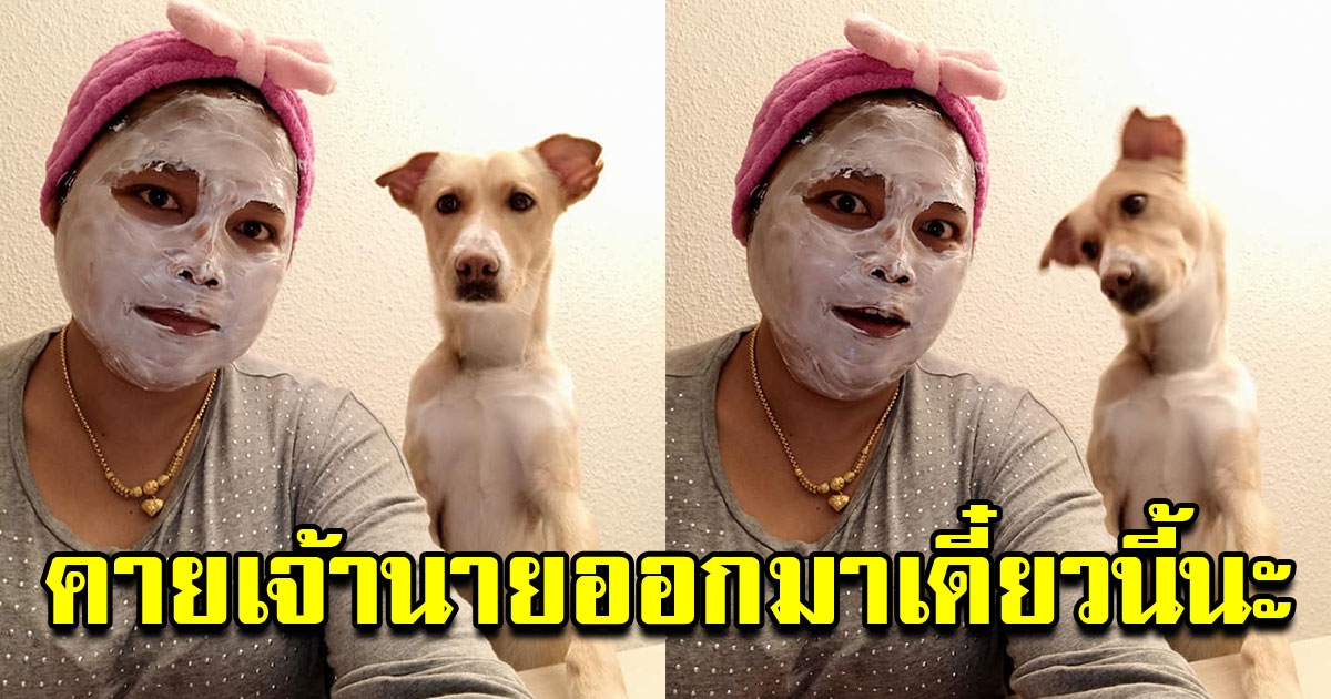 สุนัข ทำหน้าสุดงง หลังเจอหน้าเจ้าของเปลี่ยนไป