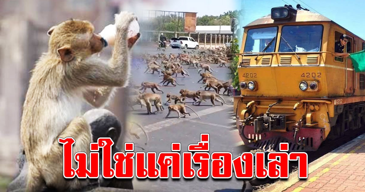 ไม่ใช่แค่เรื่องเล่าในตำนาน ลิงลพบุรีนั่งรถไฟไปตีกับลิงนครสวรรค์