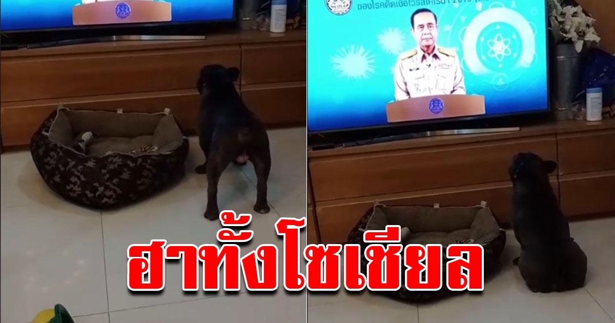 เจ้าของสงสัย สุนัขสุดรักเห่ากรรโชกเสียงดัง จึงเดินมาดู