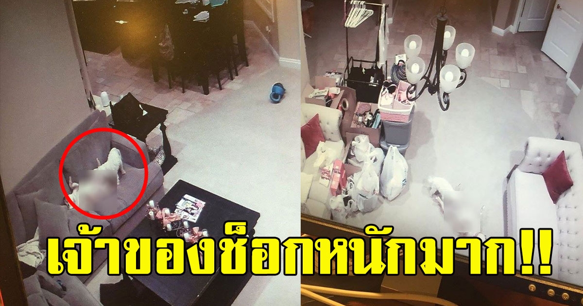 เจ้าของบ้าน แอบเปิด กล้องวงจรปิดในบ้านแอบดูสุนัข
