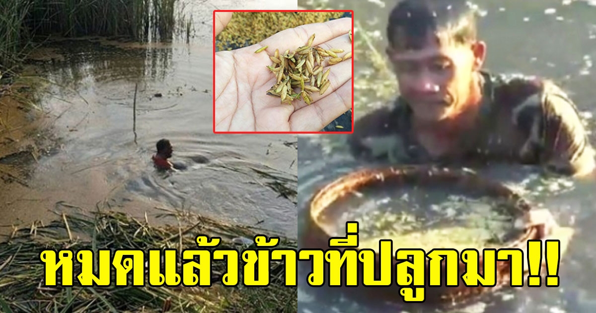 รถบรรทุกข้าวไหลลงน้ำ ชาวนาลงไปงมเก็บทั้งน้ำตา