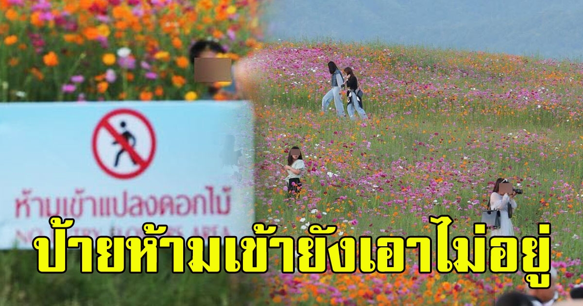 วิจารณ์สนั่น คนเที่ยวทุ่งดอกไม้สิงห์ปาร์ค ติดป้ายห้ามเข้ายังไม่ฟัง