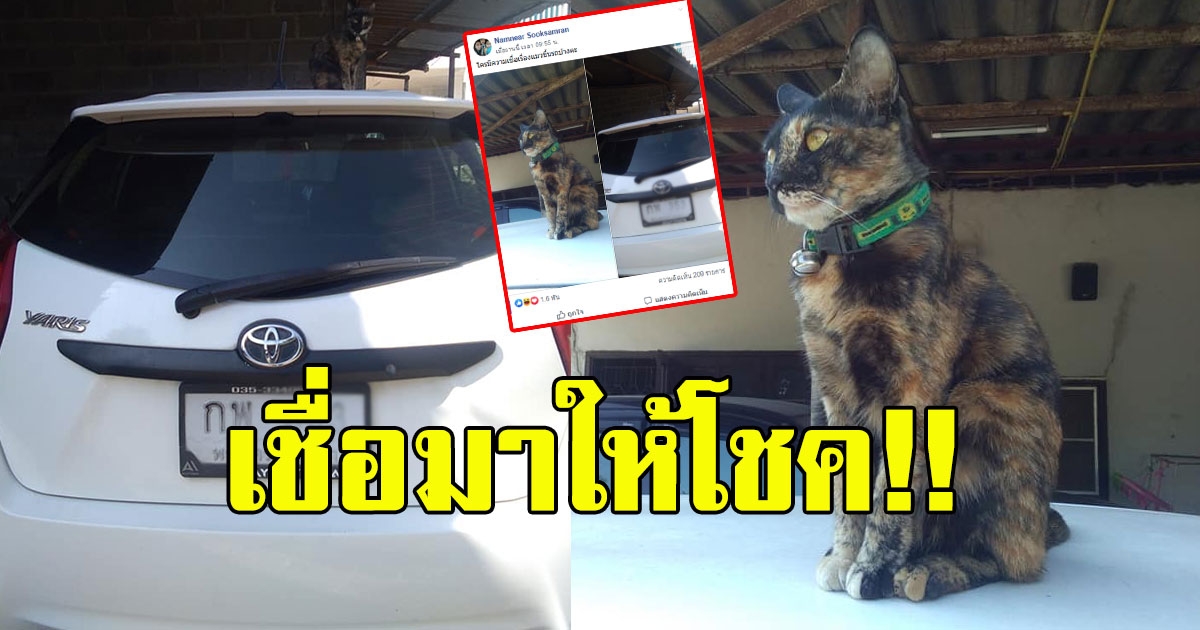 สาวโพสต์ เจ้าเหมียวขึ้นรถไม่ยอมไปไหนสักที