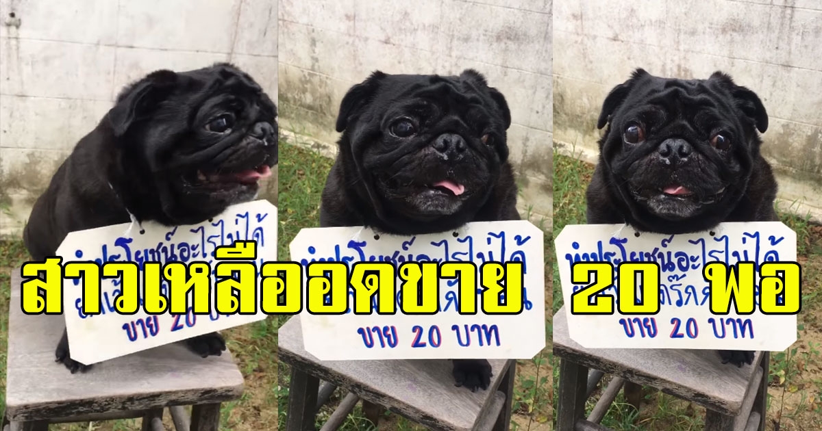 สาวเหลืออด ติดป้ายประกาศขายตูบสุดรัก 20 บาท วันๆไม่ทำอะไรกินกับนอนอย่างเดียว