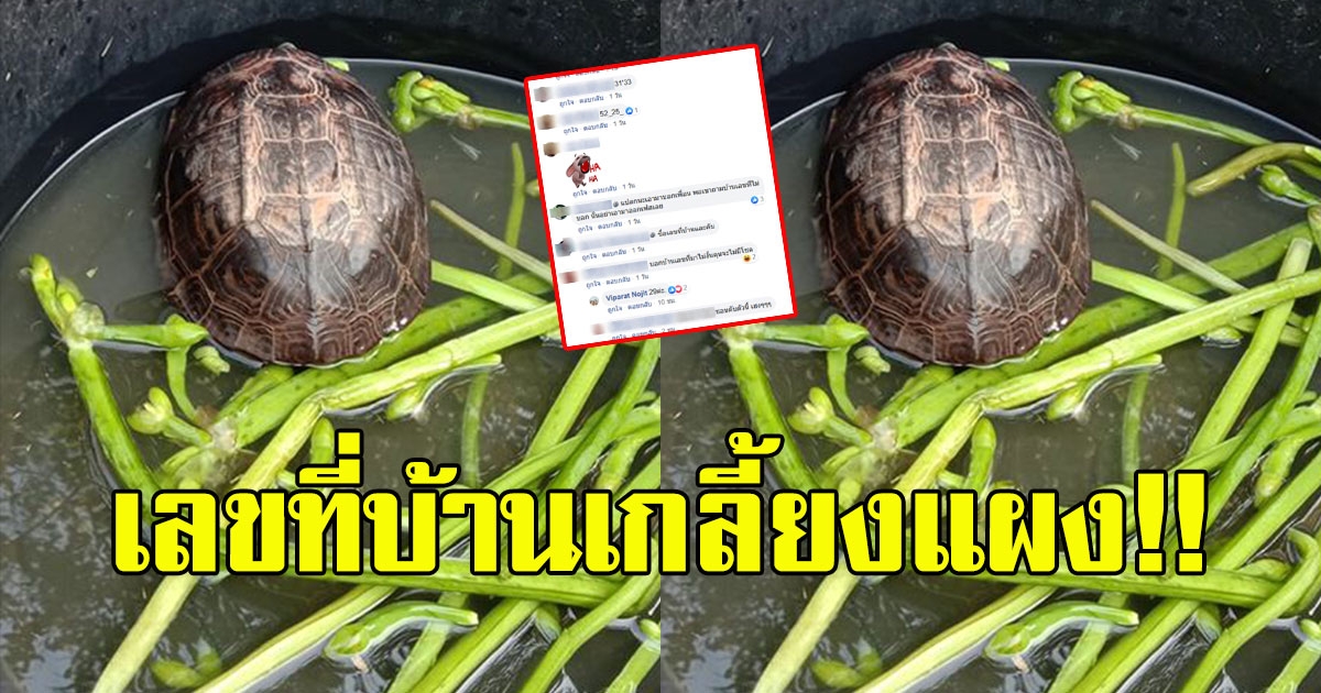 สาวโพสต์ เต่าคลานเข้ามาในบ้าน