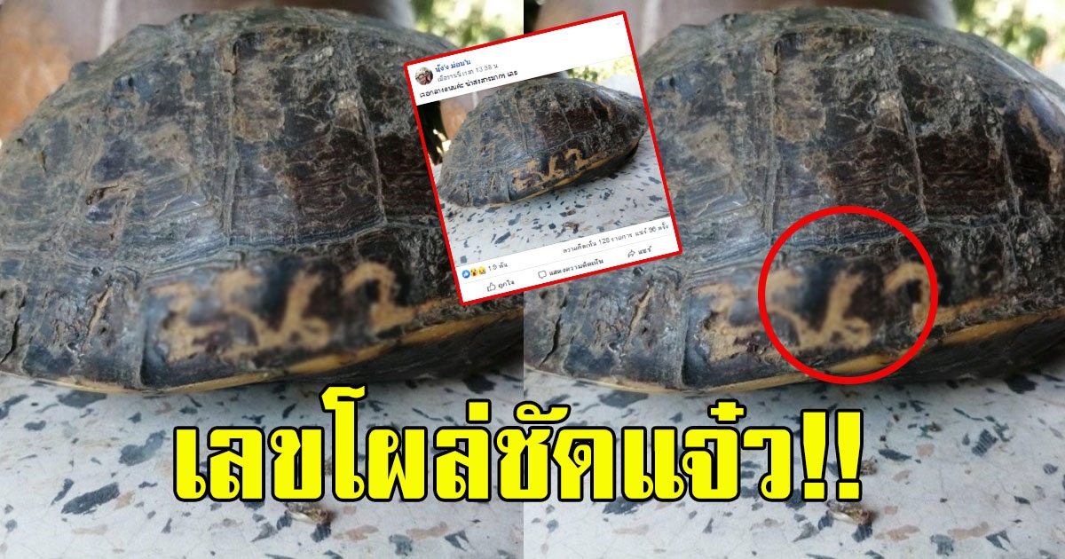 สาวโพสต์ เจอเต่าคลานกลางถนน