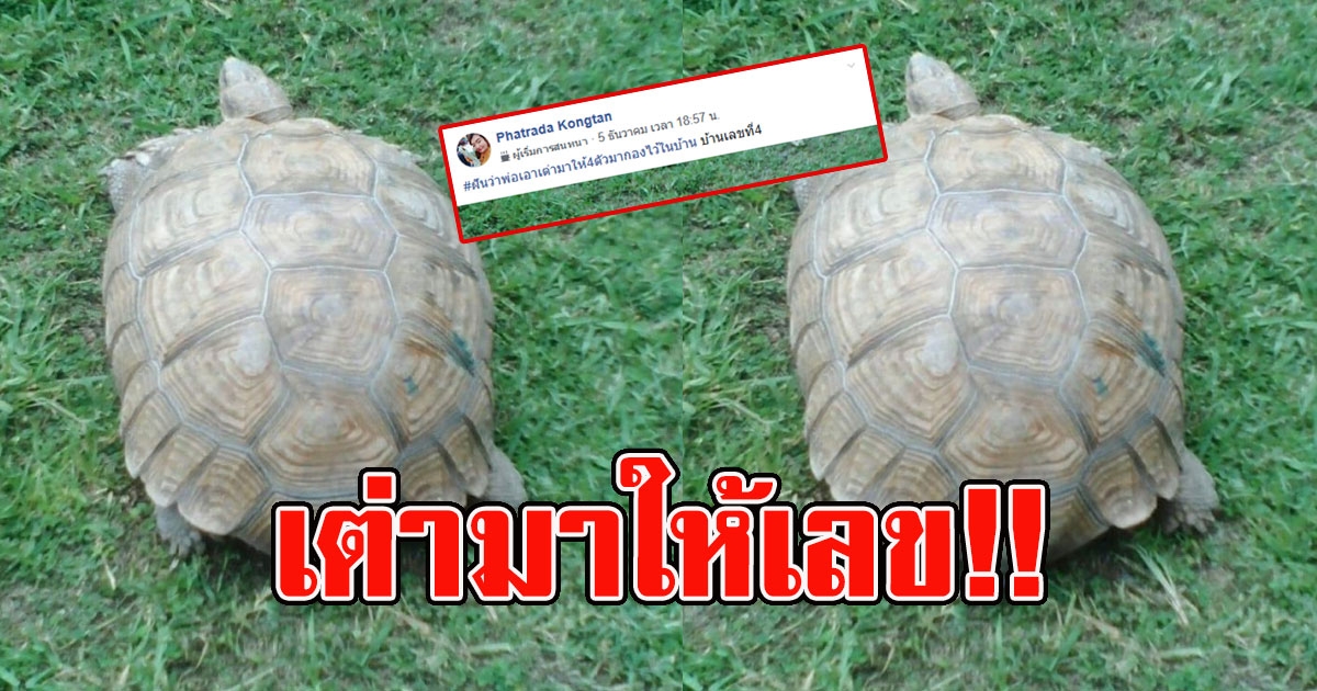 สาวฝันเห็นเต่ามาให้เลข ตรงเลขที่บ้าน เป๊ะๆ