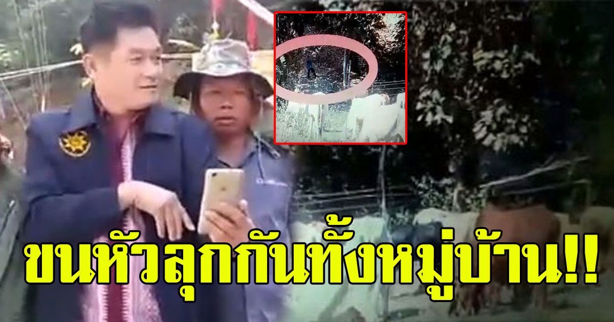 ผู้ใหญ่บ้าน โชว์ภาพถ่ายฝูงวัว จากกล้องมือถือ