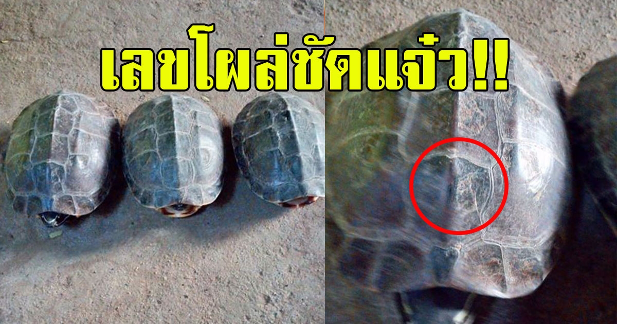 สาวโพสต์ซื้อเต่ามาปล่อย เลขโผล่ชัดแจ๋วตรงกระดอง