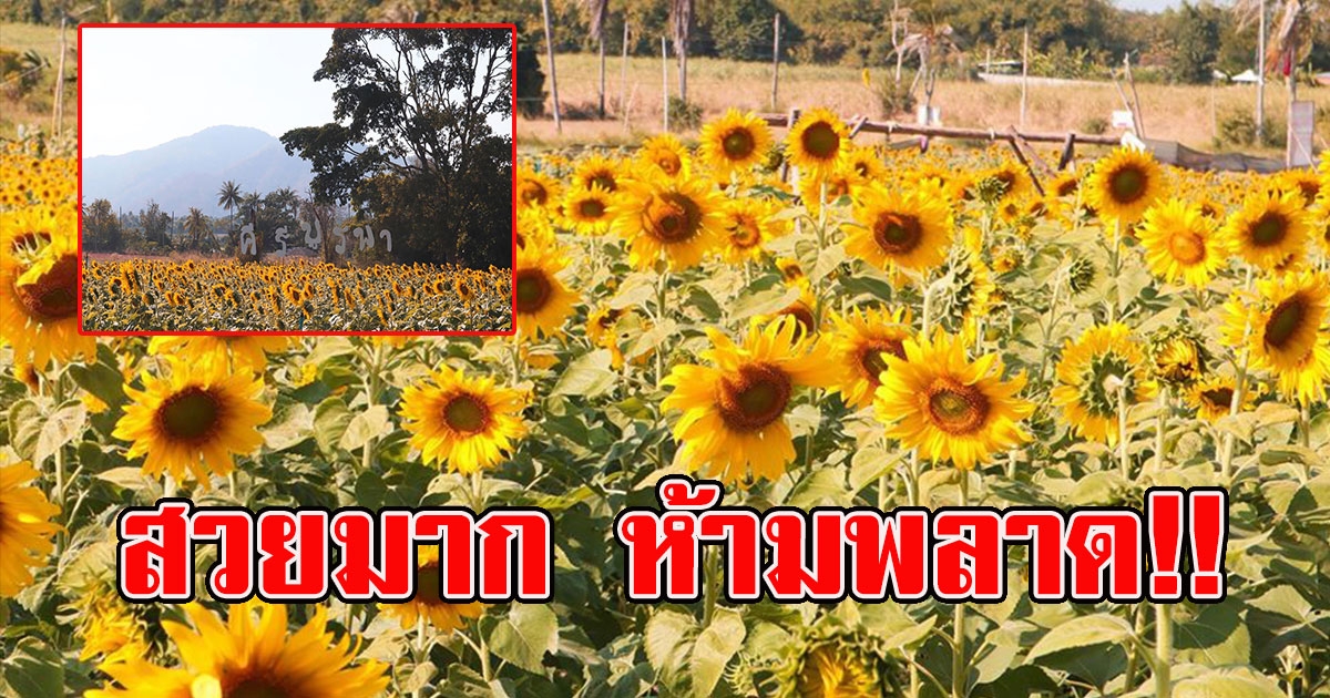 ห้ามพลาด ที่เที่ยวสุดฟิน ไร่คีรีบูรพาทุ่งทานตะวัน ชลบุรี