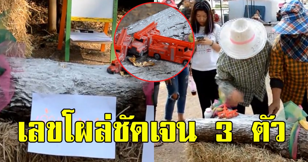 ชาวบ้านขัดถู ต้นพะยูง เห็นเลขโผล่ชัดเจน 3 ตัว