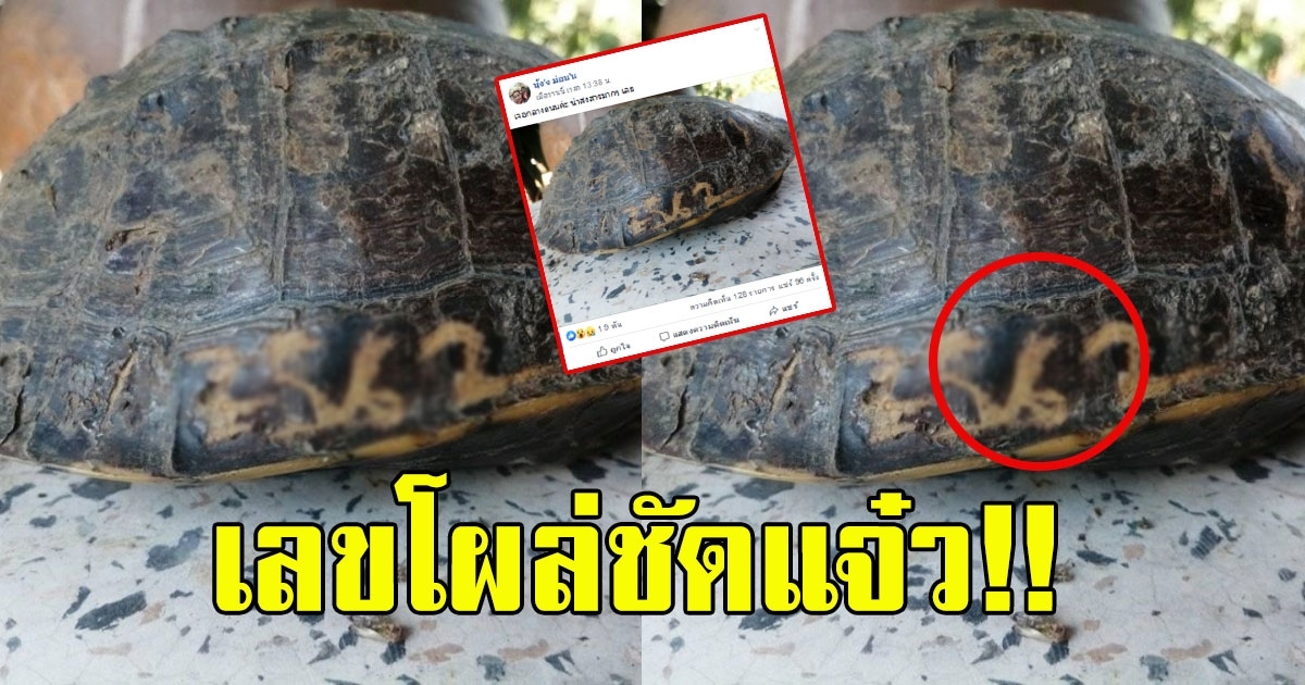 สาวบังเอิญเจอเต่าคลานกลางถนน