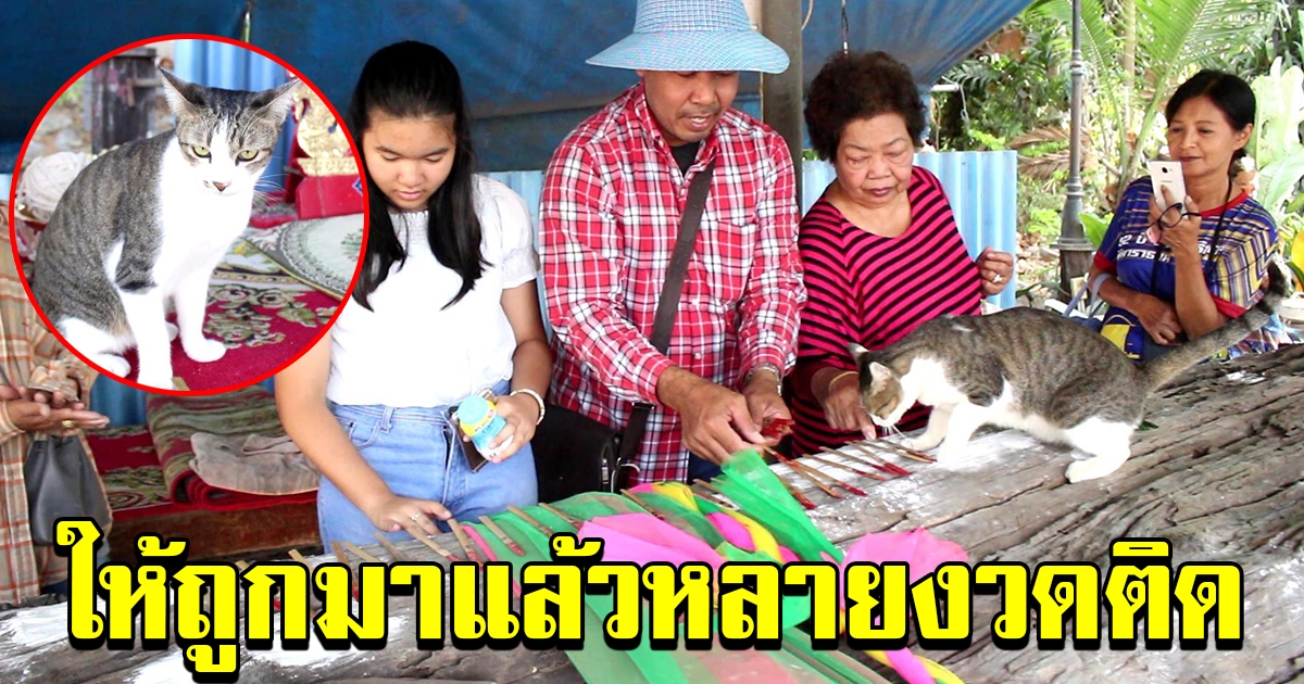 แมวจับเลขให้