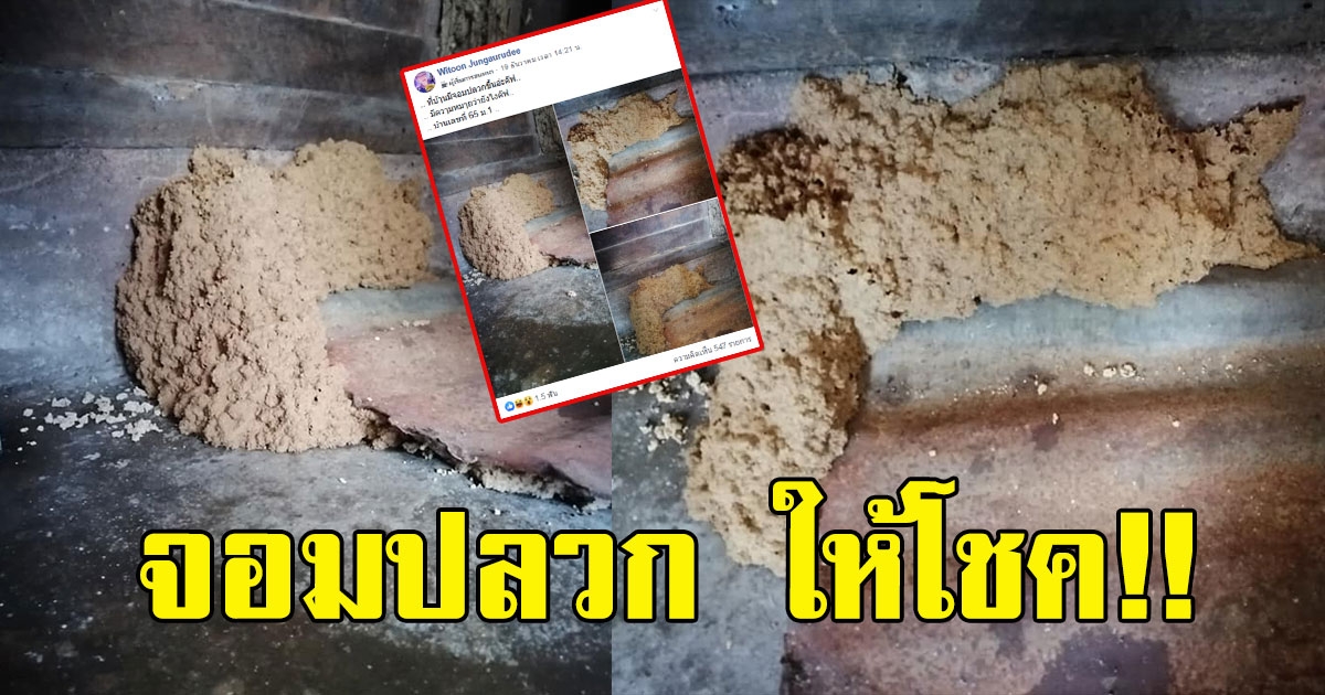 หนุ่มโพสต์ จอมปลวกขึ้นบ้าน