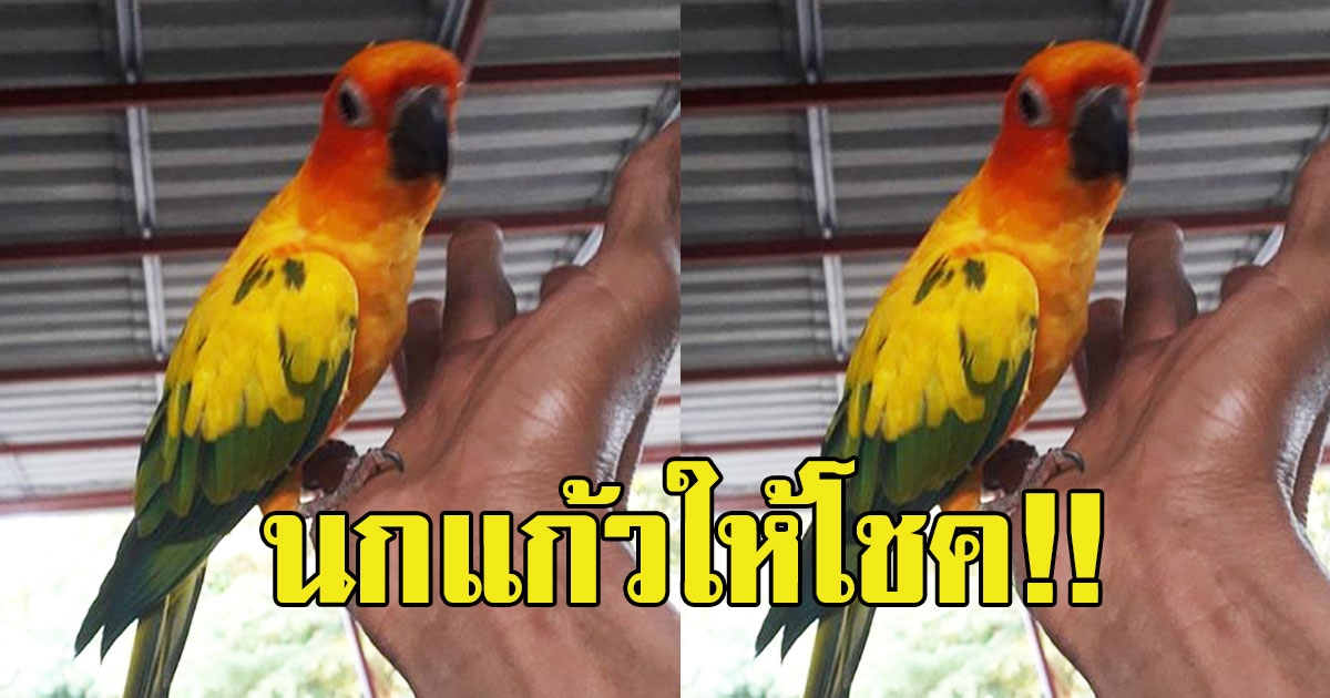 หนุ่มโพสต์ นกแก้วบอกเลข 30 ธันวาคม 62