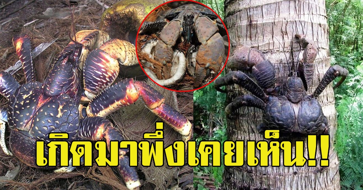 พึ่งจะเคยเห็น ปูเสฉวนยักษ์พันธุ์หายาก ฉีกลูกมะพร้าวทั้งลูกกิน