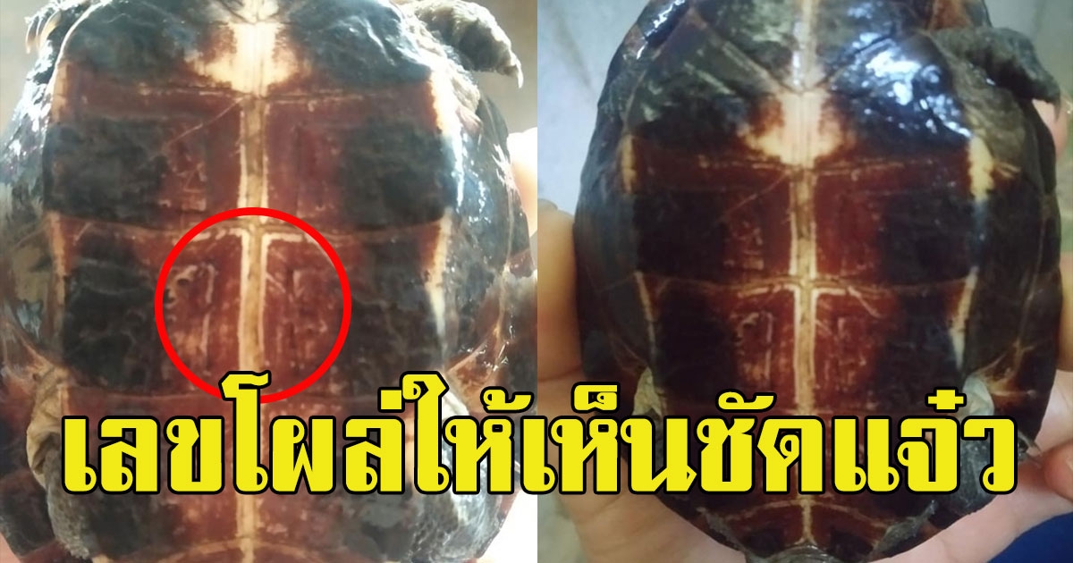 สาวเจอเต่าคลานเข้าบ้าน