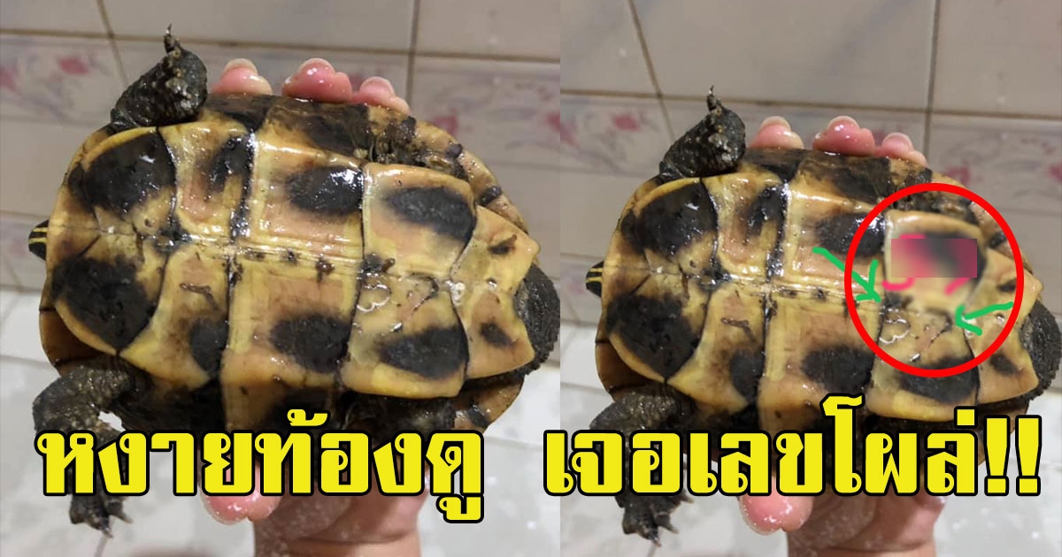 สาวเจอเต่า ข้างถนน