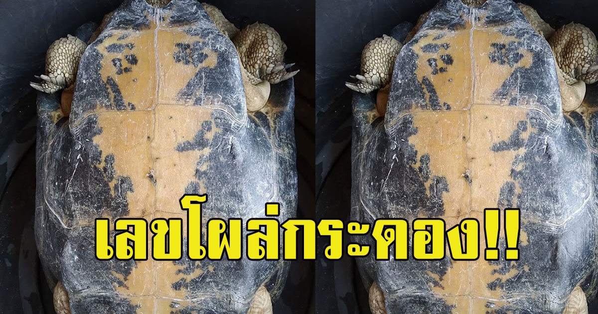 สาวโพสต์เจอเต๋ายักษ์